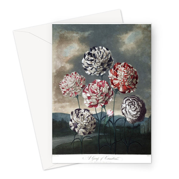 Carnations Greeting Card