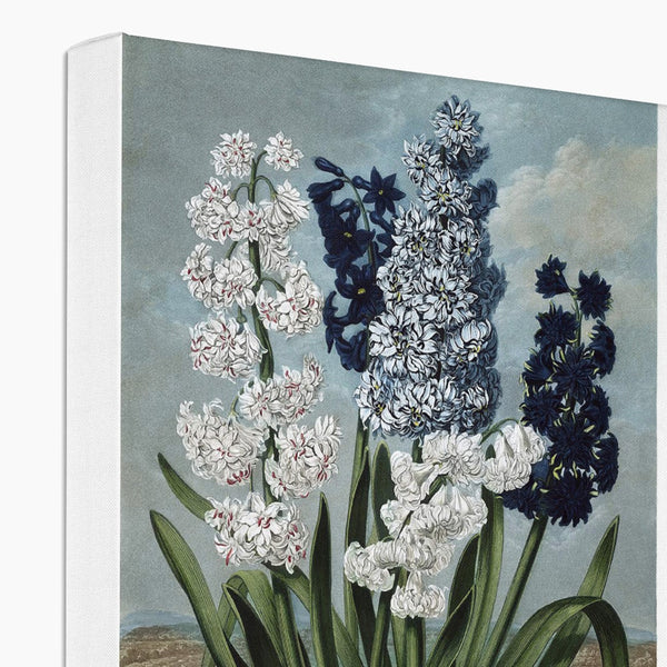 Hyacinths Canvas