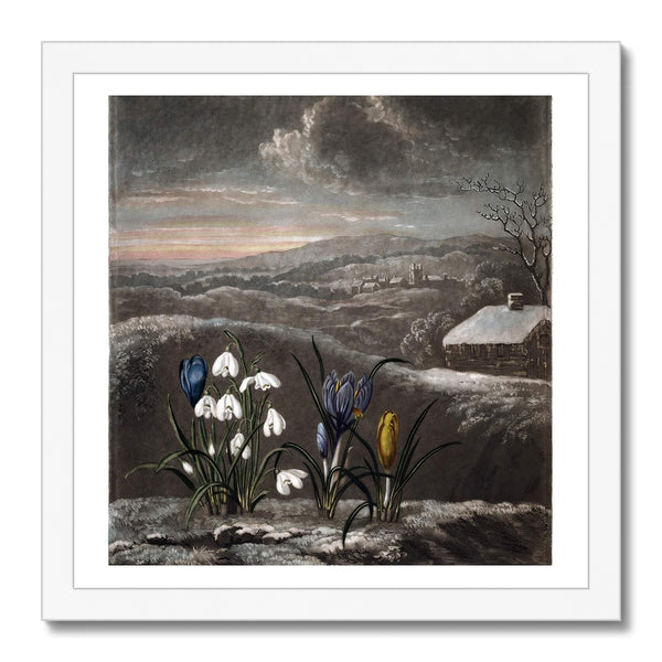 Snowdrops Framed Print