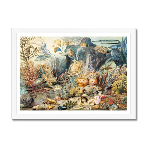 Ocean Life Framed Print