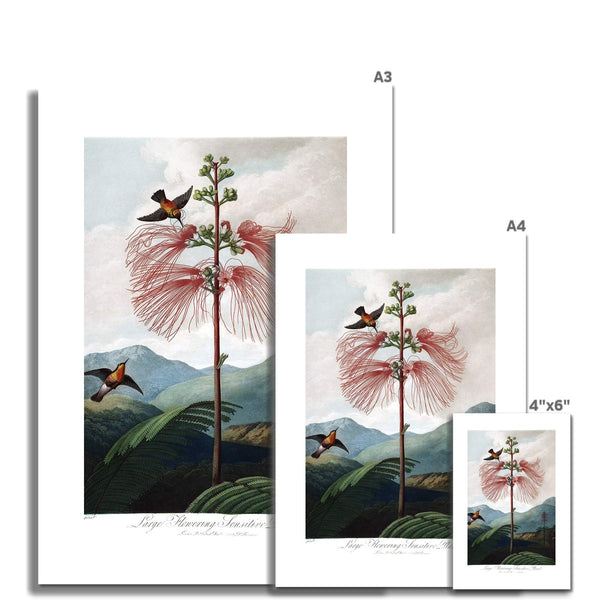 Calliandra Houstoniana Fine Art Print