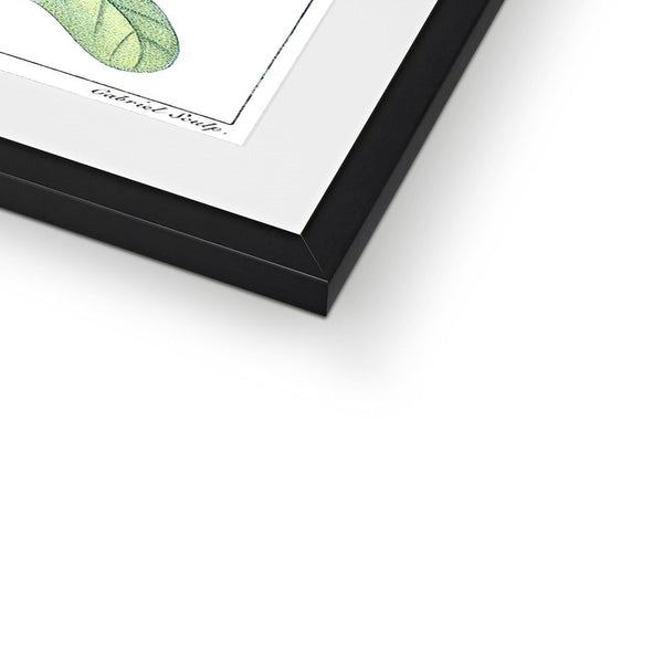 Passionvine Framed & Mounted Print