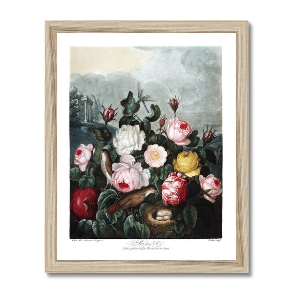 Roses Framed Print