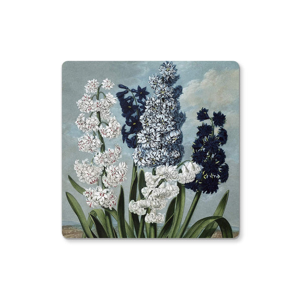 Hyacinths Coaster