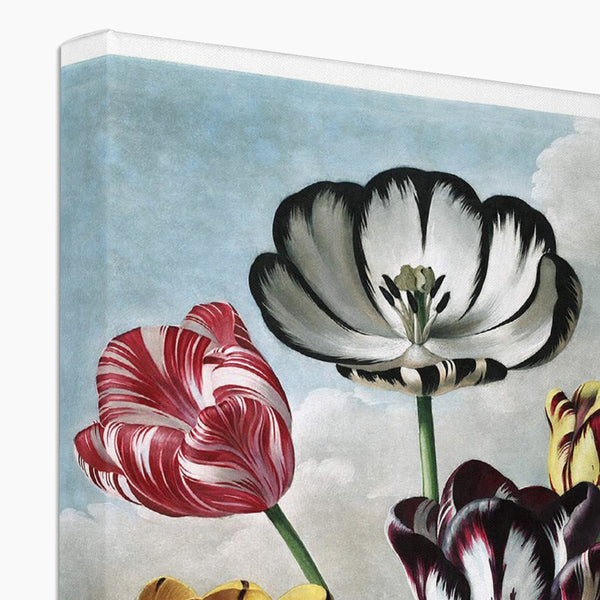 Tulips Canvas