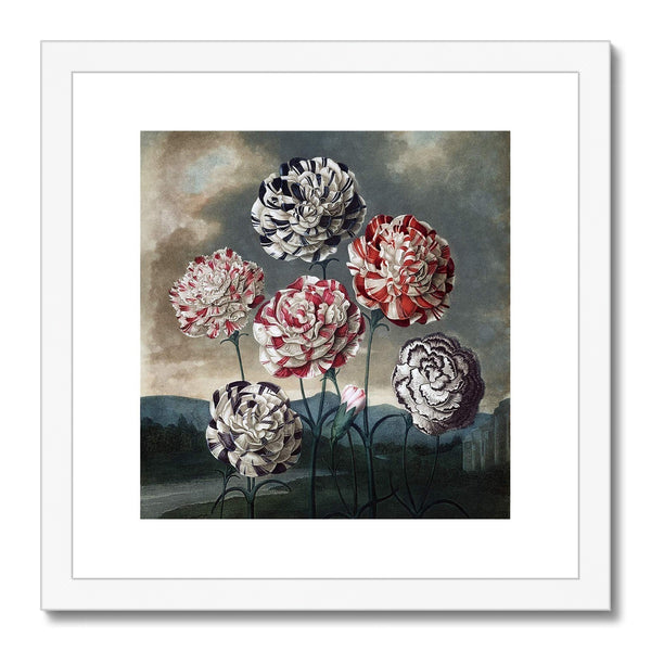 Carnations Framed & Mounted Print