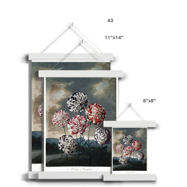 Carnations Fine Art Print with Hanger