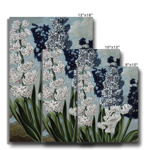 Hyacinths Canvas