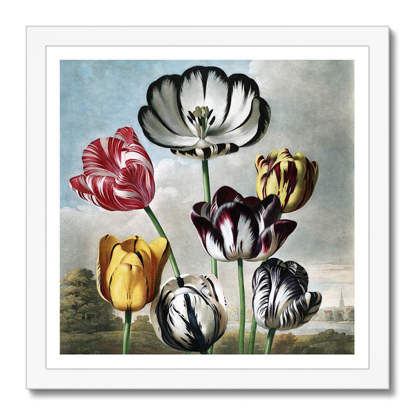 Tulips Framed Print