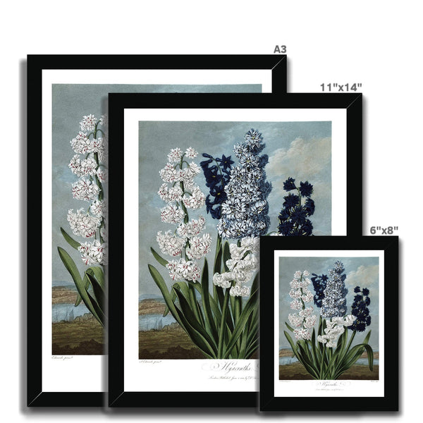 Hyacinths Framed Print