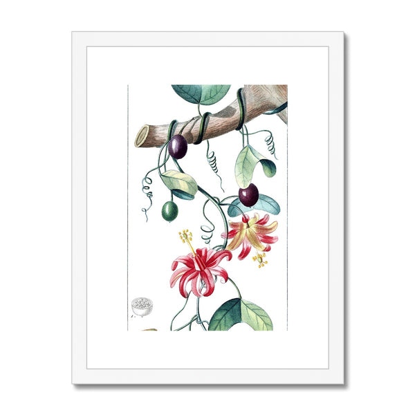 Passionvine Framed & Mounted Print