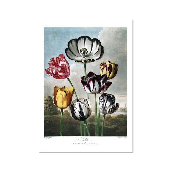 Tulips Fine Art Print