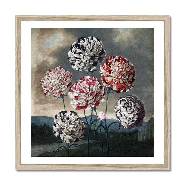 Carnations Framed Print