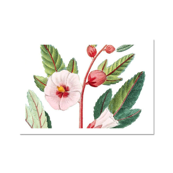 Roselle Fine Art Print