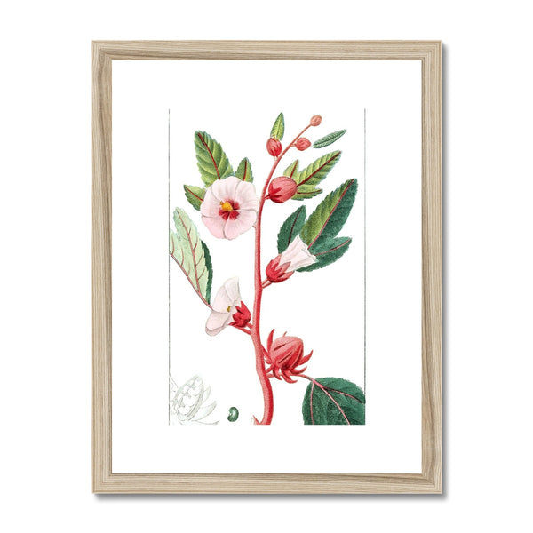 Roselle Framed & Mounted Print