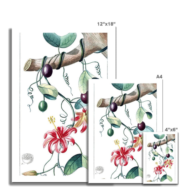 Passionvine Fine Art Print