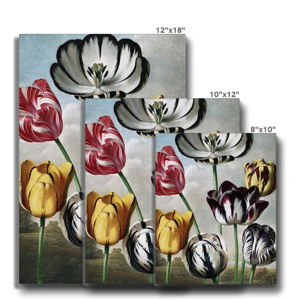 Tulips Canvas