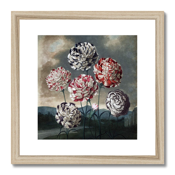 Carnations Framed & Mounted Print