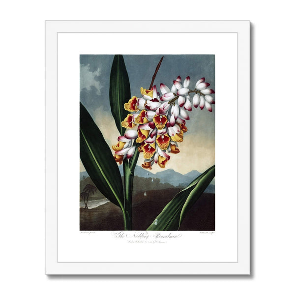 The Nodding Renealmia Framed Print