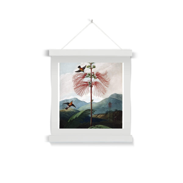 Calliandra Houstoniana Fine Art Print with Hanger