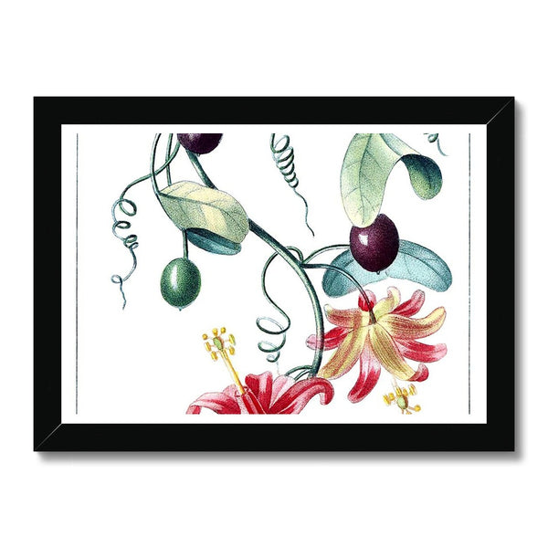 Passionvine Framed Print