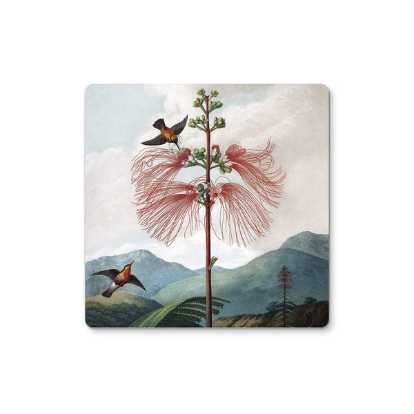 Calliandra Houstoniana Coaster