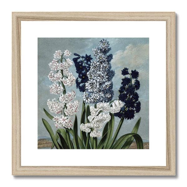 Hyacinths Framed & Mounted Print