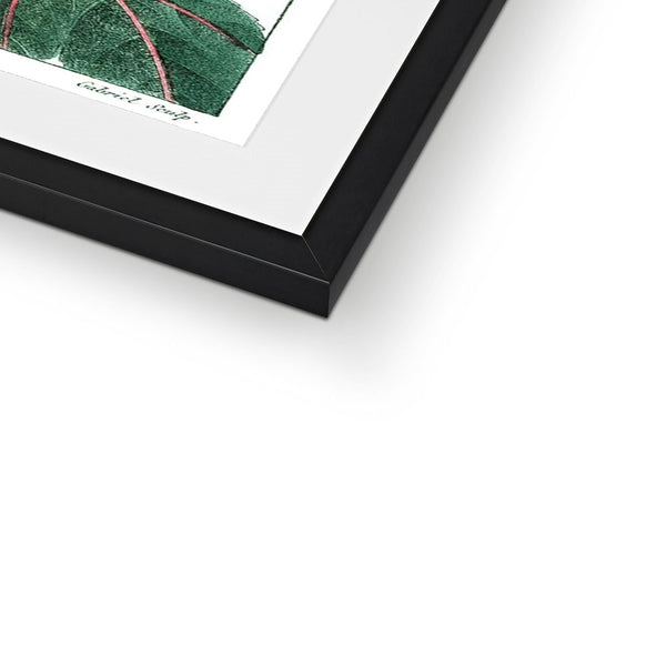 Roselle Framed & Mounted Print