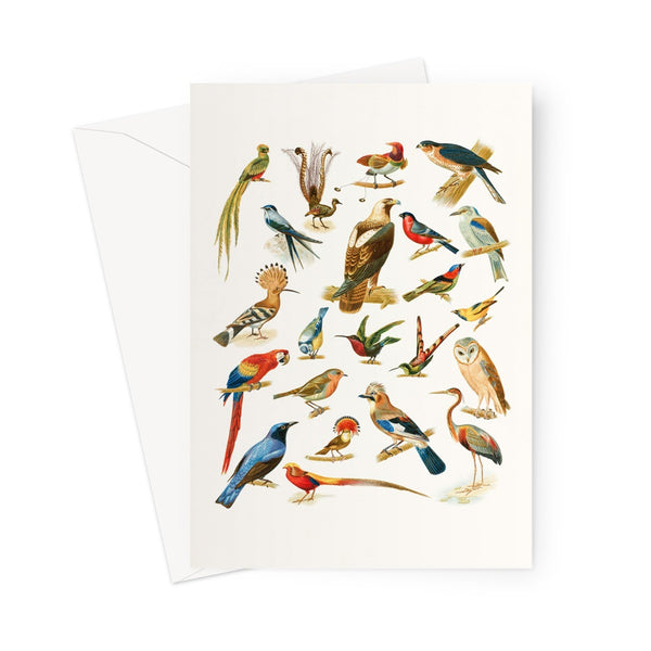 Birds of Paradise Greeting Card