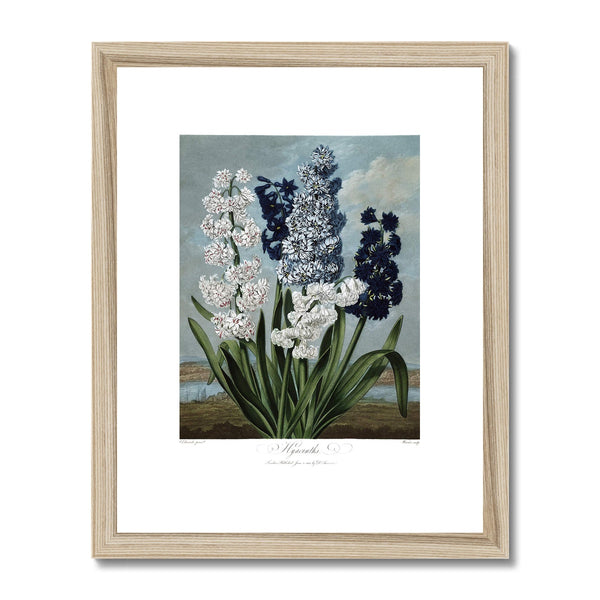 Hyacinths Framed & Mounted Print