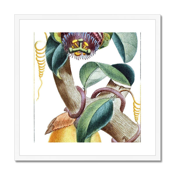 Lemons Framed & Mounted Print