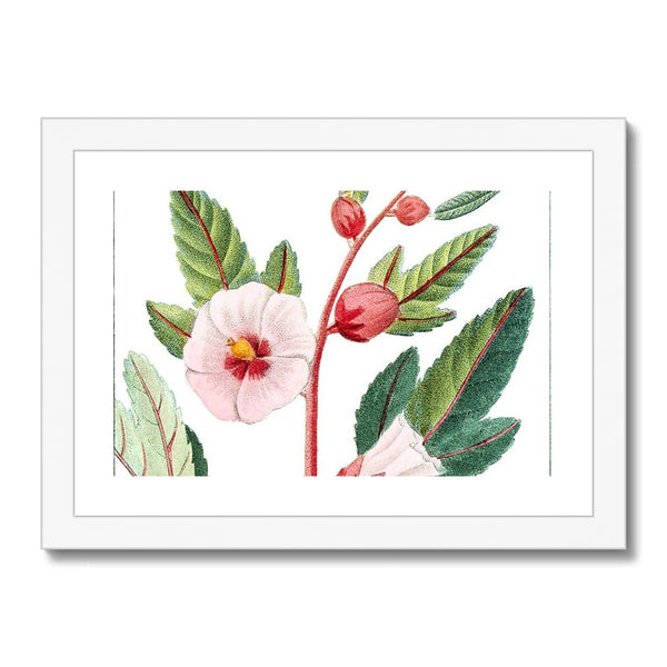 Roselle Framed & Mounted Print