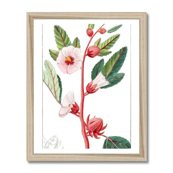 Roselle Framed Print