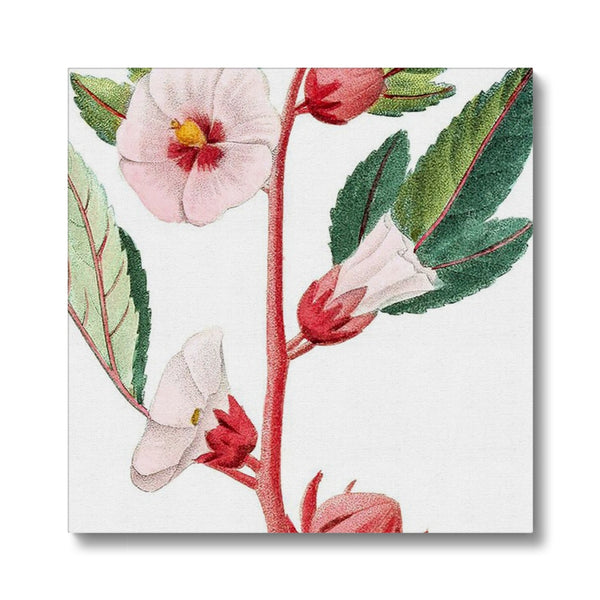 Roselle Canvas