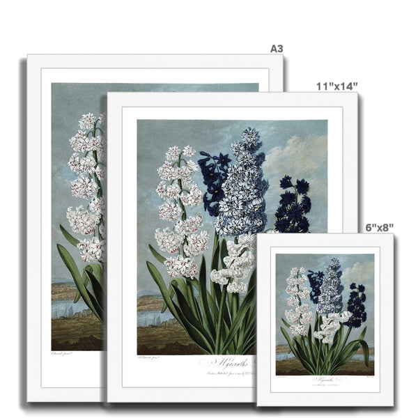 Hyacinths Framed Print