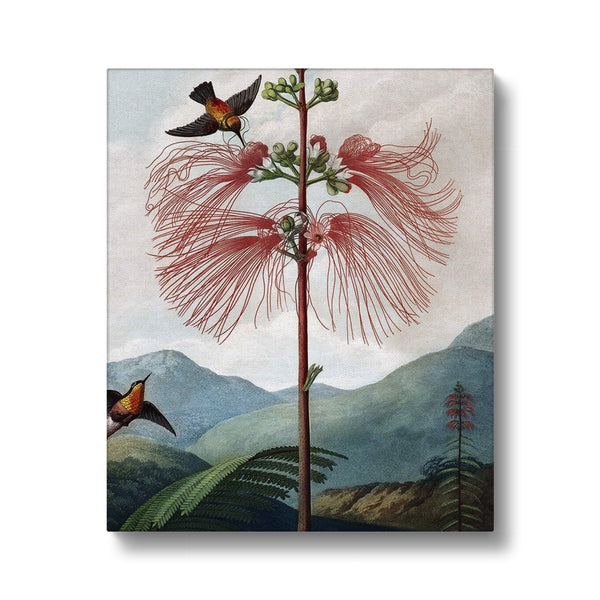 Calliandra Houstoniana Canvas