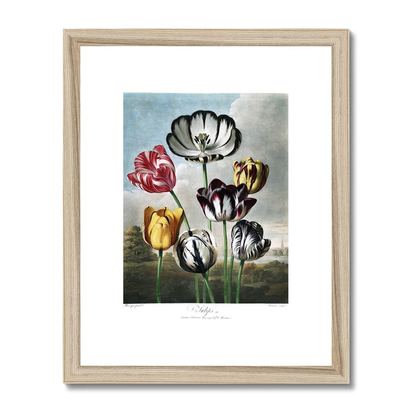 Tulips Framed & Mounted Print