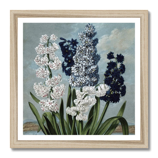 Hyacinths Framed Print