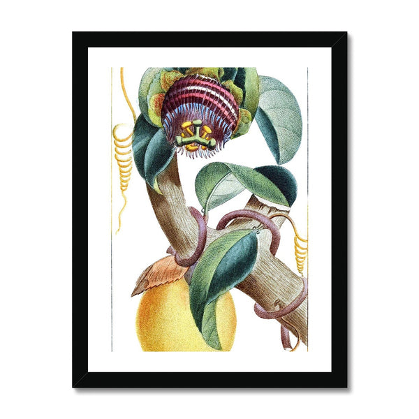 Lemons Framed Print