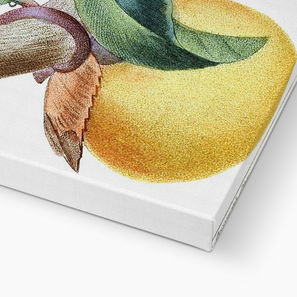 Lemons Canvas