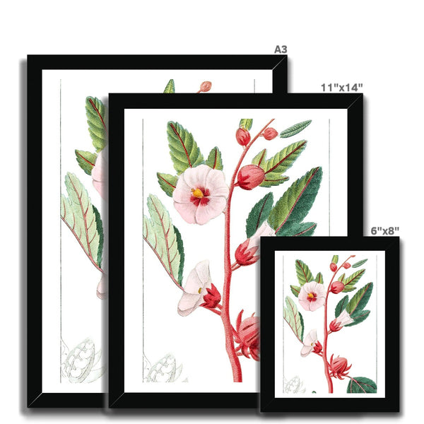 Roselle Framed Print