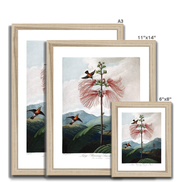 Calliandra Houstoniana Framed Print