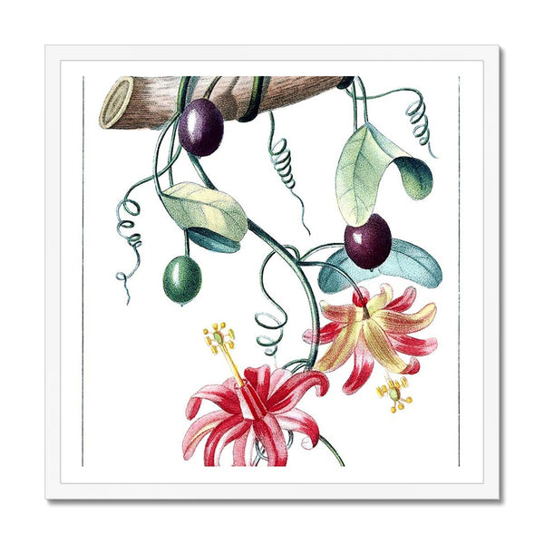 Passionvine Framed Print