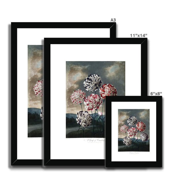 Carnations Framed & Mounted Print