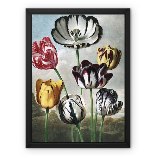 Tulips Framed Canvas