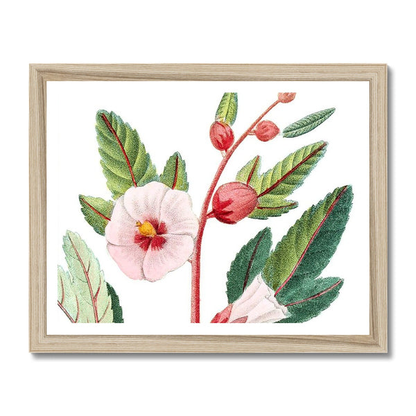 Roselle Framed Print