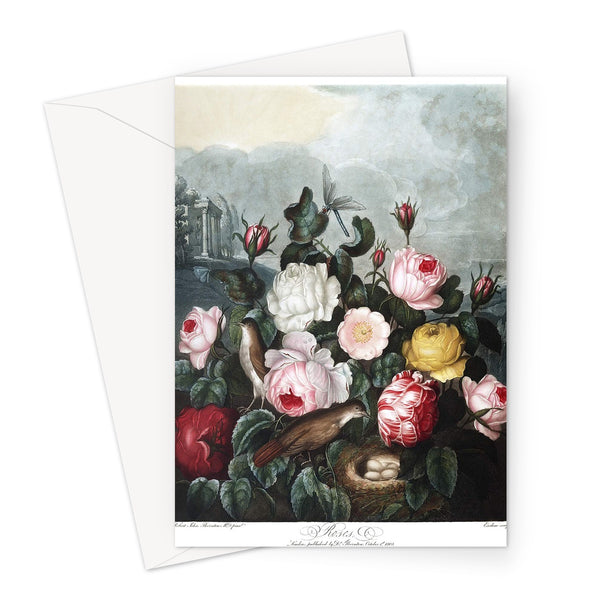 Roses Greeting Card