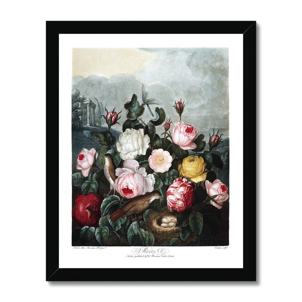 Roses Framed Print