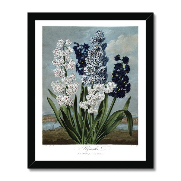 Hyacinths Framed Print