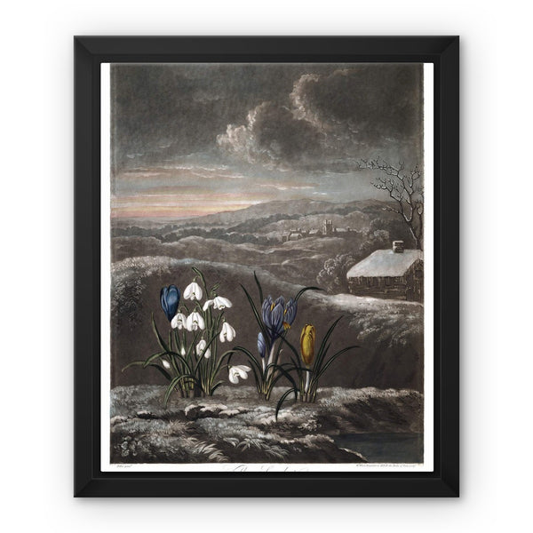 Snowdrops Framed Canvas